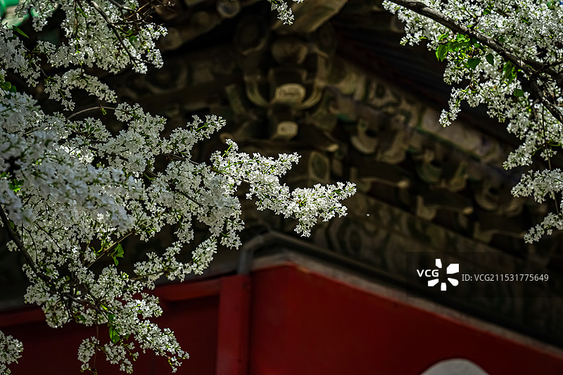 戒台寺的白色丁香花图片素材