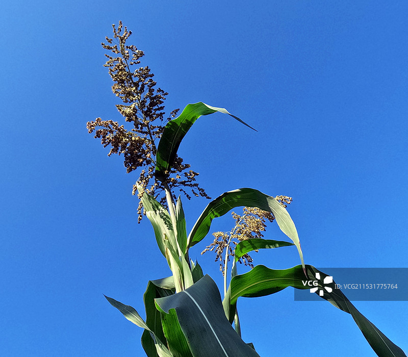 仰拍蓝天下一棵高粱红图片素材