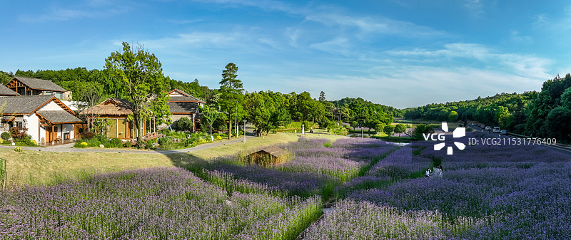 庐江冶父山许山里马鞭草花海图片素材