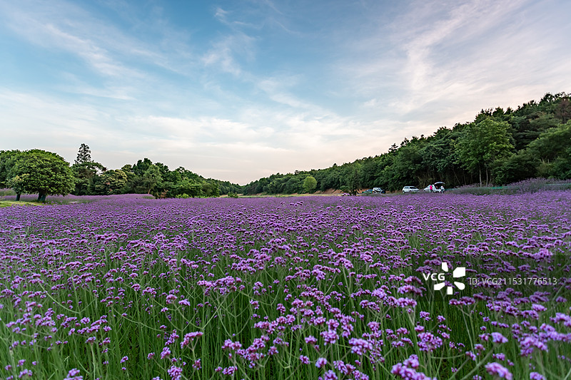 庐江冶父山许山里马鞭草花海图片素材