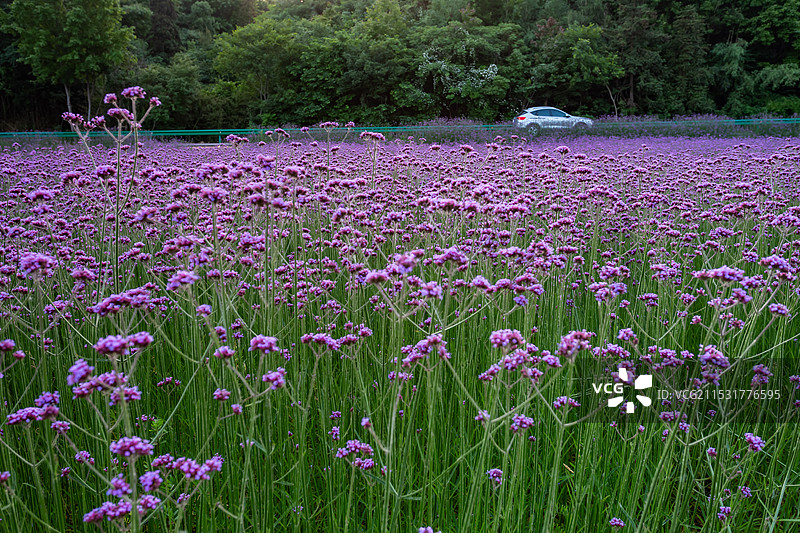 庐江冶父山许山里马鞭草花海图片素材