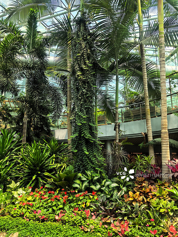 南京中山植物园南园热带植物宫图片素材