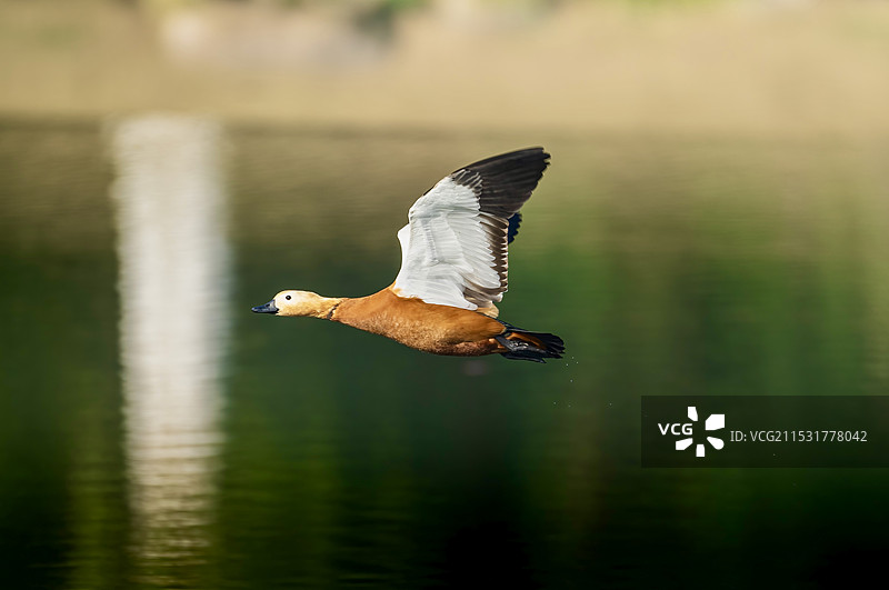 飞翔的赤麻鸭图片素材