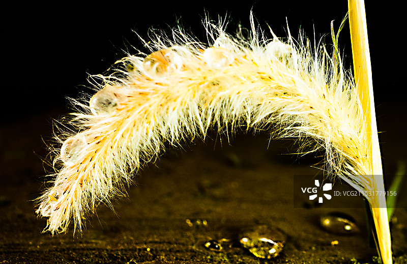 狗尾草图片素材