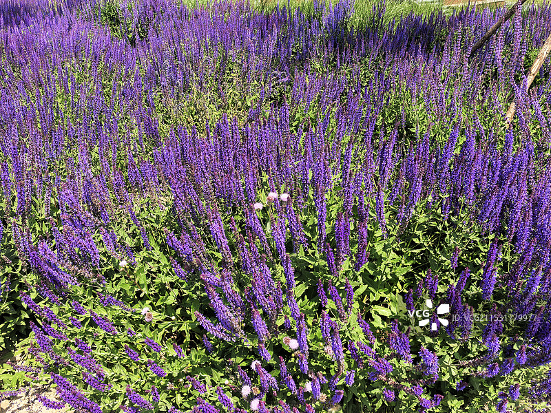 鼠尾草图片素材