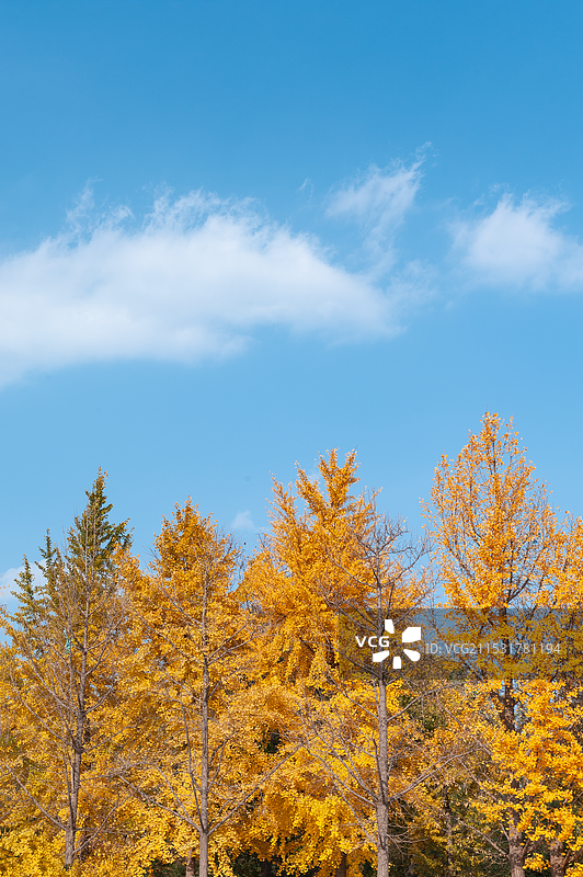 2024年11月3日，北京槐新公园，金黄的银杏树叶挂满枝头。图片素材