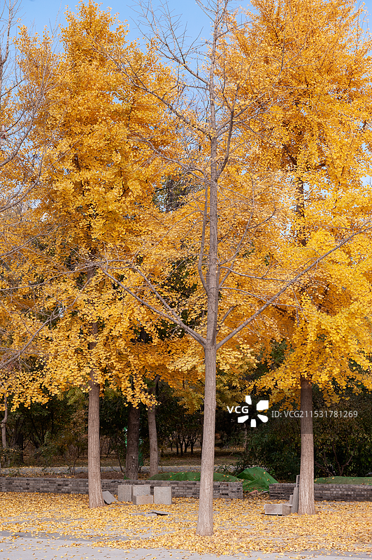 2024年11月3日，北京槐新公园，金黄的银杏树叶挂满枝头。图片素材