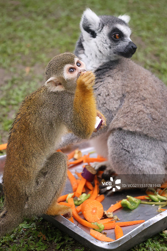 狐猴坐在户外的特写镜头图片素材