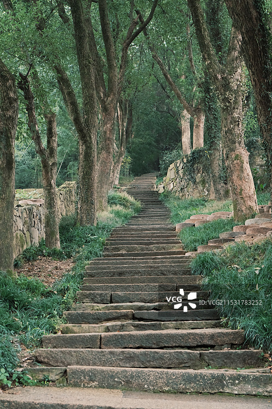 森林中树木丛中的空步道图片素材
