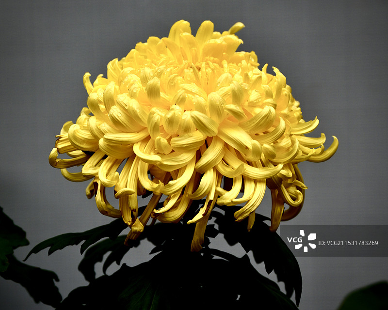 芬芳的黄菊图片素材