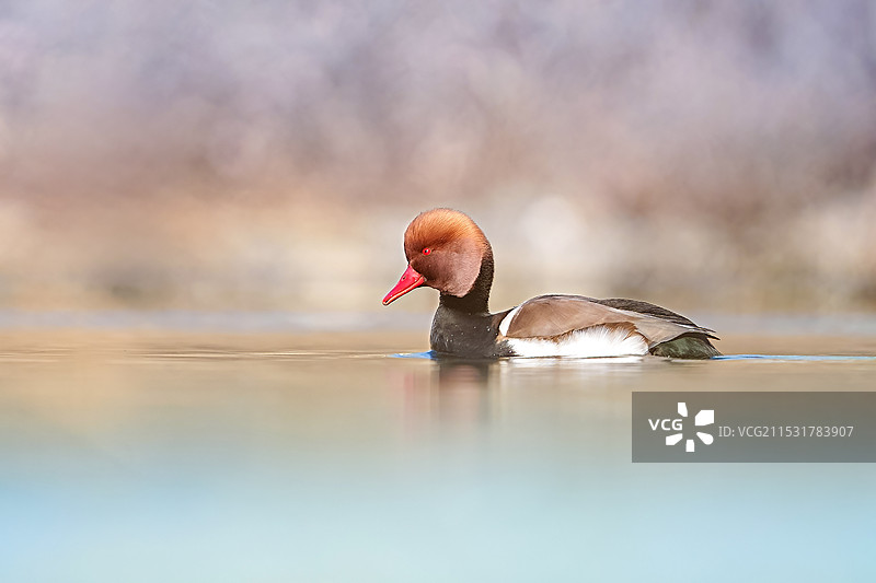 赤嘴潜鸭图片素材