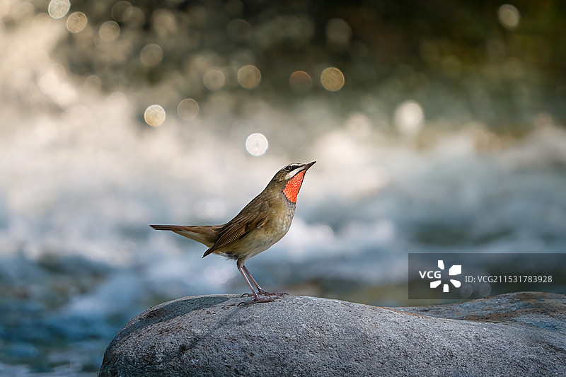 红喉歌鸲图片素材