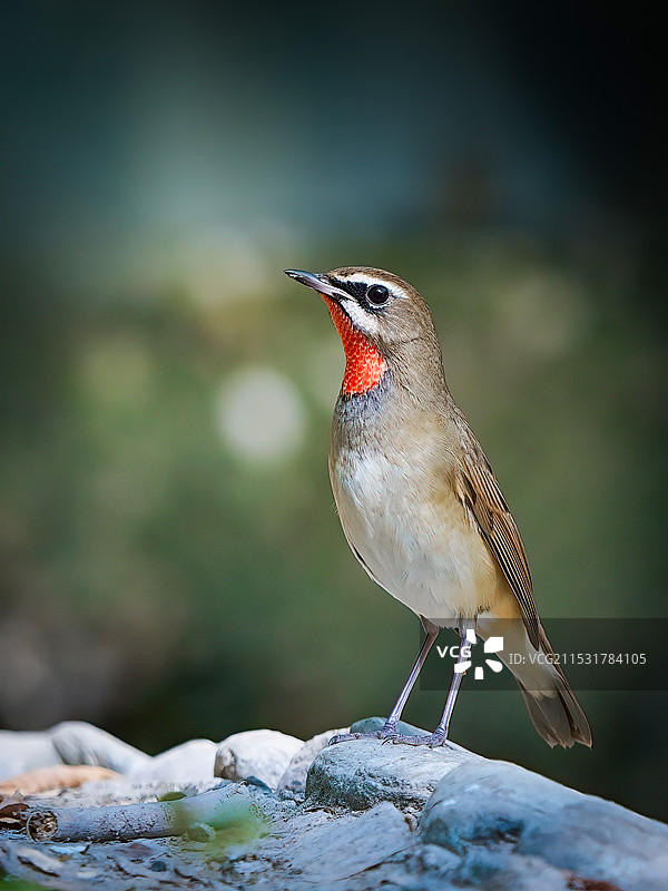 红喉歌鸲图片素材