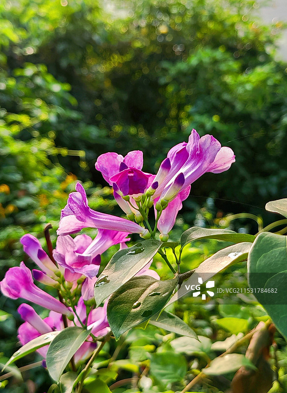 沐浴朝阳的蒜香藤图片素材