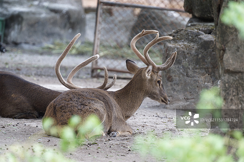海南坡鹿1图片素材