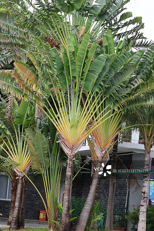 大小洞天三亚道教老子看海南山不老松图片素材