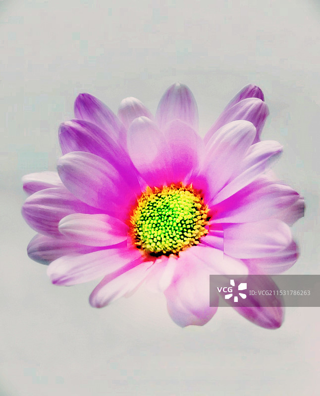 蓝目粉菊，美无限图片素材