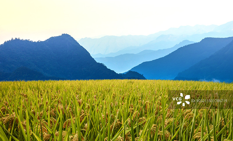 贵州山区稻田景观图片素材