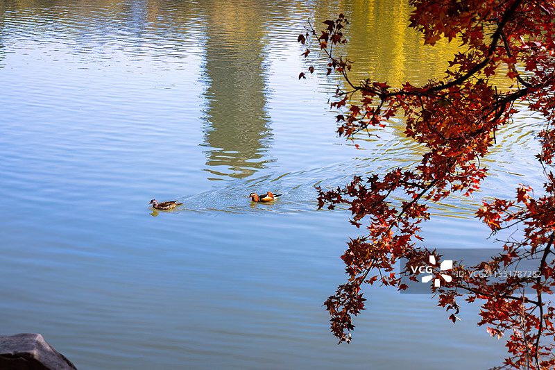 北京大学未名湖上游过红枫树和博雅塔倒影的一对鸳鸯图片素材