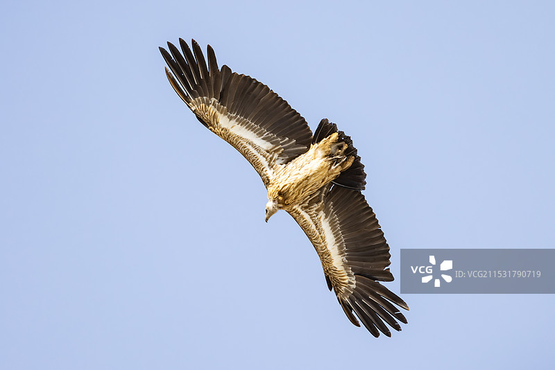 高山兀鹫图片素材