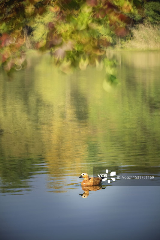 赤麻鸭图片素材