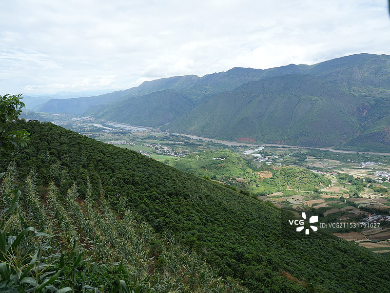 云南保山潞江坝半山坡上种的成片咖啡树景观图片素材