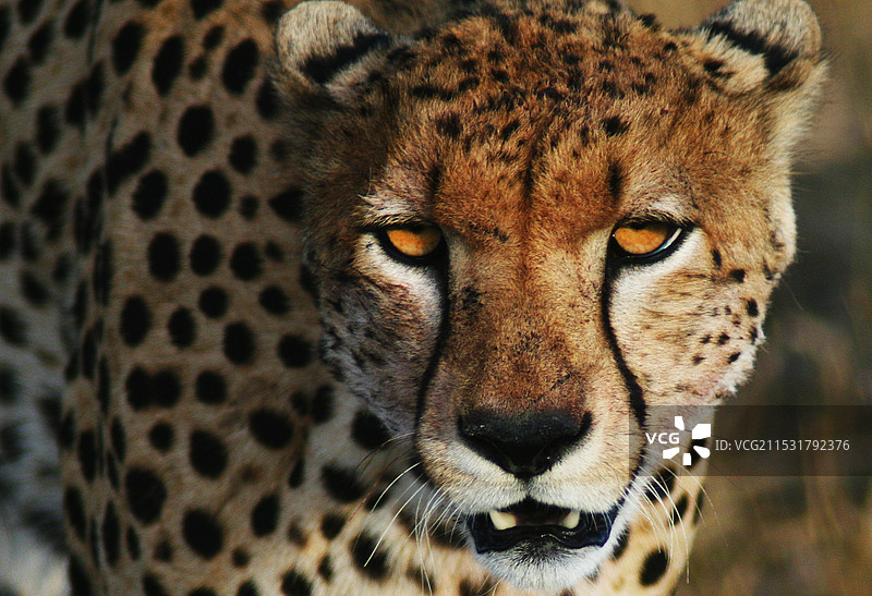 异常凶猛的非洲猎豹图片素材