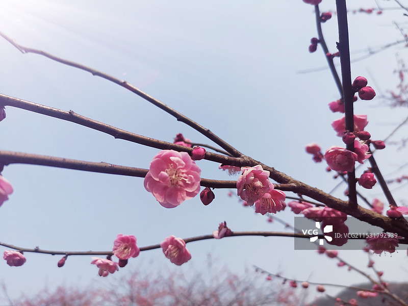 新建梅花村梅花特写图片素材