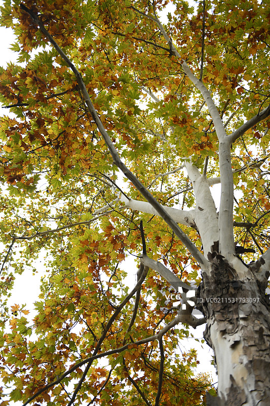秋天的梧桐树图片素材