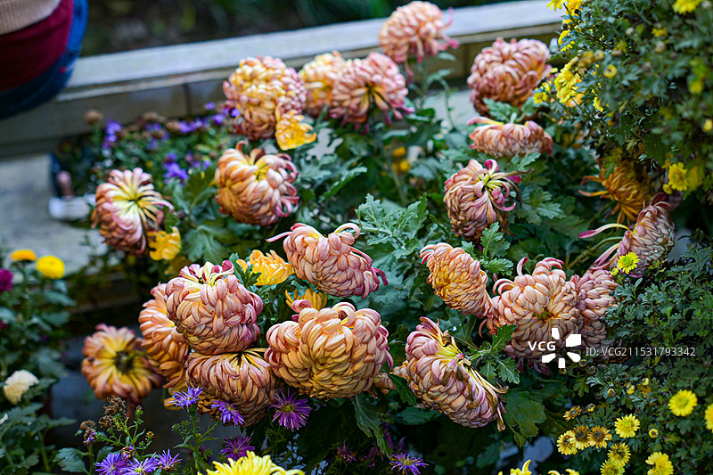 秋日菊花图片素材