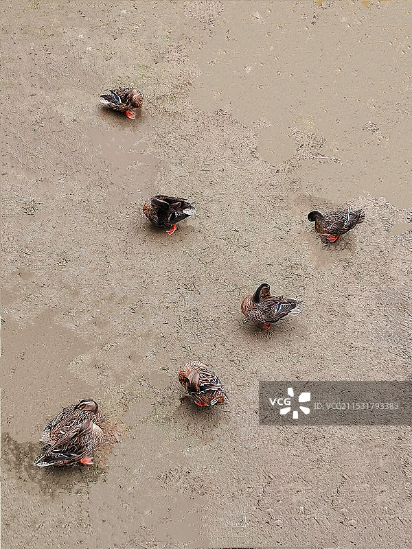 鸭子集体啄毛梳妆图片素材