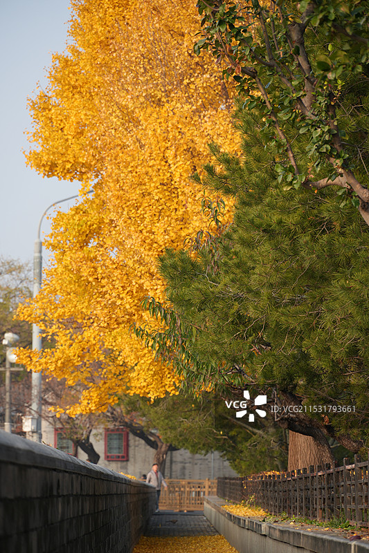 故宫外的银杏图片素材