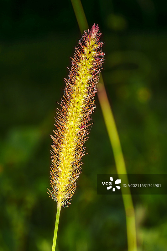 金色狗尾草图片素材