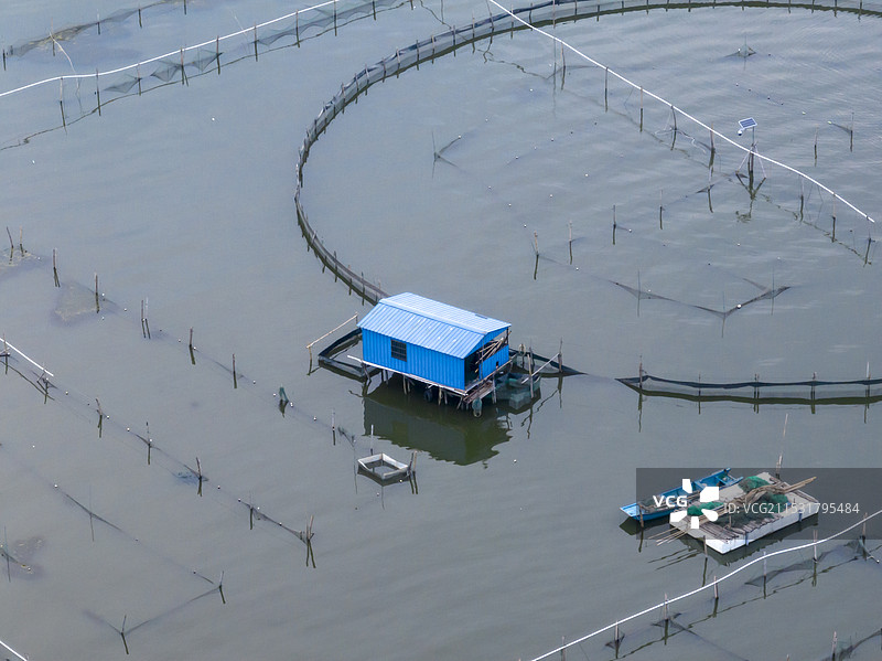 阳澄湖蟹苗田图片素材