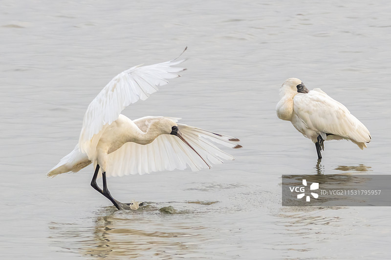深圳湾黑脸琵鹭图片素材