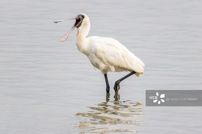 深圳湾黑脸琵鹭图片素材