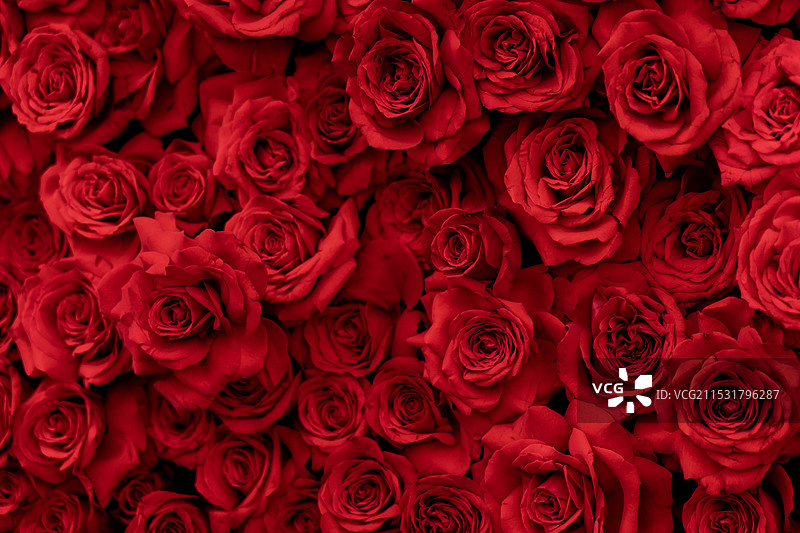 玫瑰花墙背景图片素材