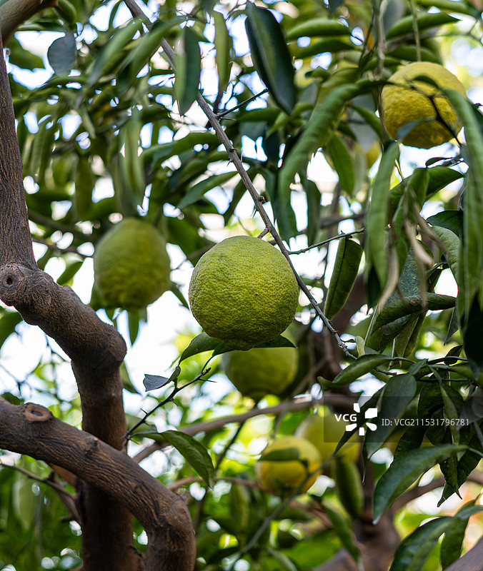 国家植物园柚子树图片素材