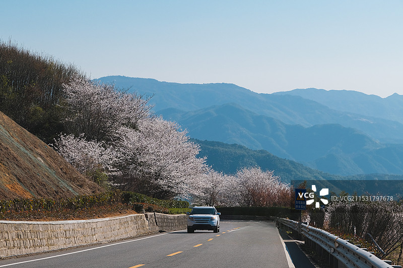 春天蓝天下的宁波余姚四明山盘山公路与盛开的樱花图片素材