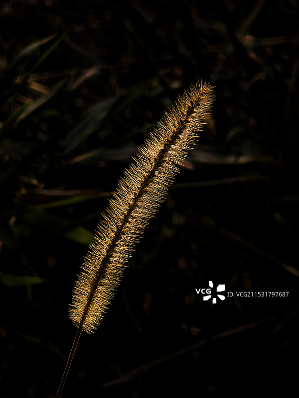 狗尾草图片素材