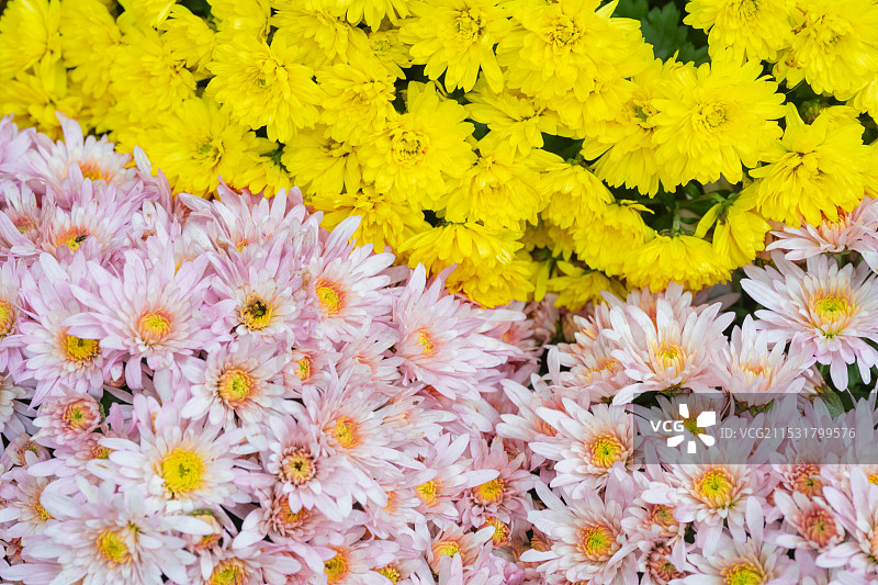多彩的菊花 高视角特写图片素材