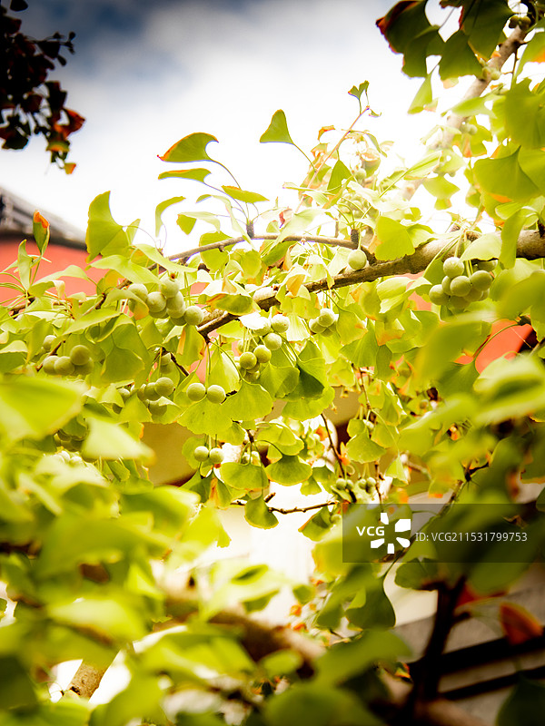 银杏叶银杏果植株生长状态外景拍摄图片素材