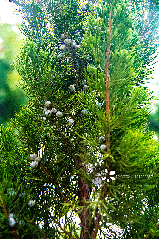 圆柏柏树果实植株外景生长状态图片素材