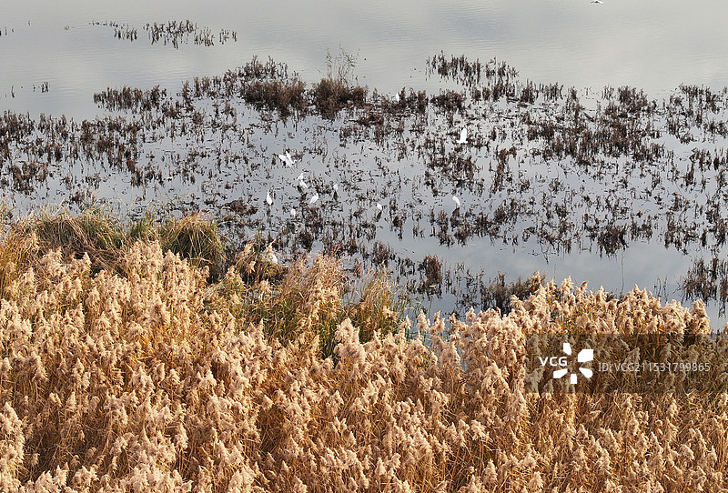 山东枣庄山亭区丰泽湖湿地公园初冬景观图片素材