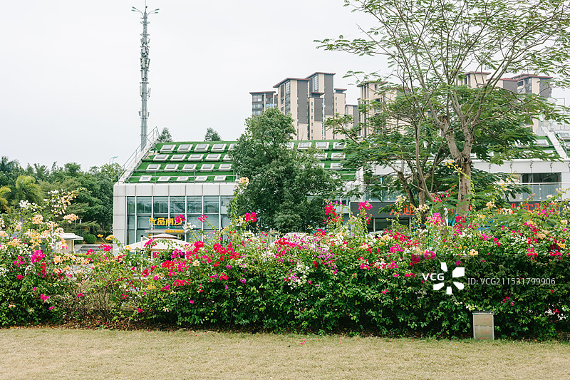 广州南沙明珠农业公园-三角梅风景图片素材