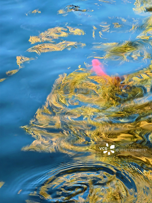 北京圆明园俯现角度湖中柳树倒影图片素材