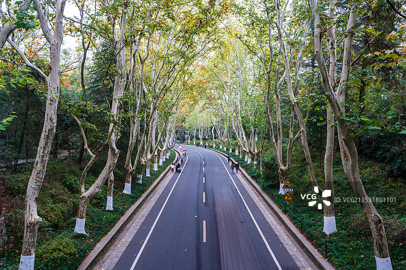 南京梧桐大道图片素材