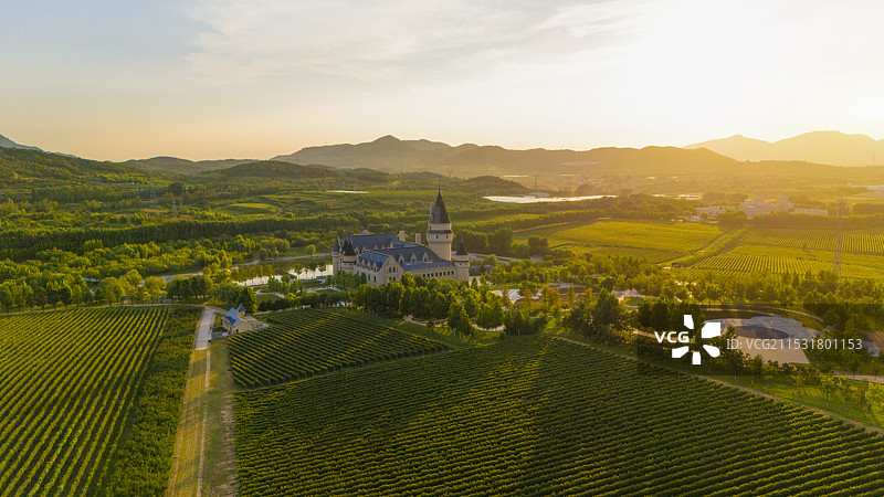 航拍傍晚晚霞下的葡萄酒种植园自然风光图片素材