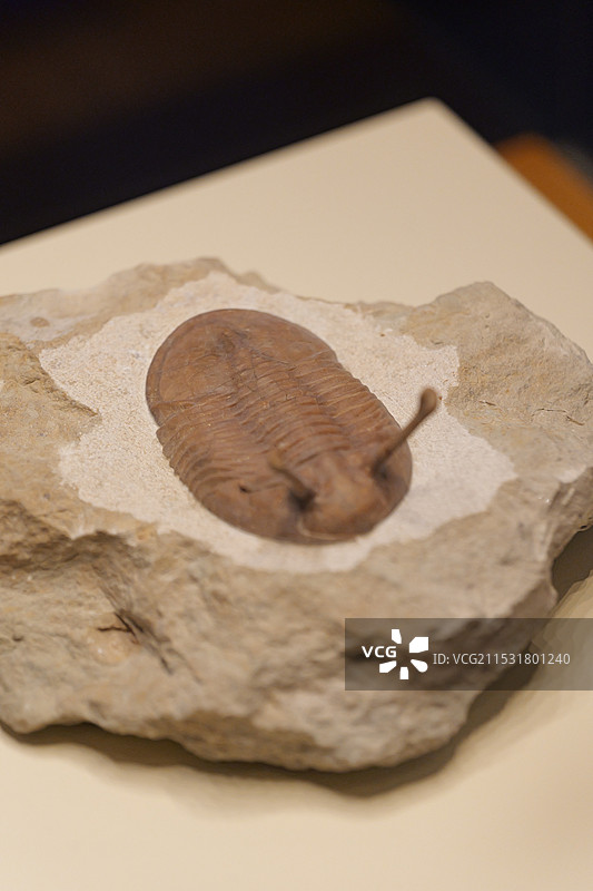三叶虫标本化石图片素材