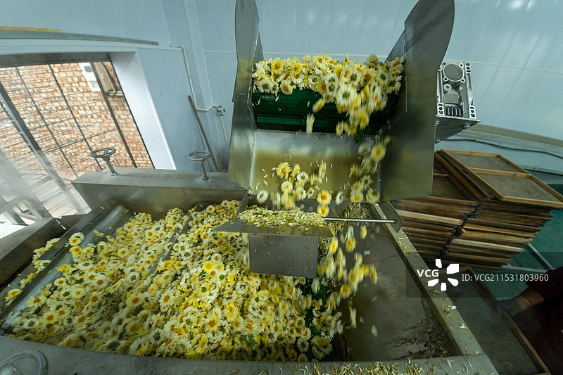 菊花茶工厂生产流程图片素材